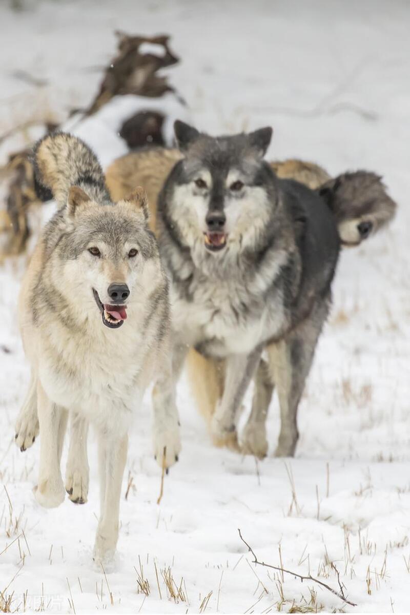 内蒙古草原狼集体努力,拔得头筹! 内蒙古草原狼集体努力,拔得头筹!